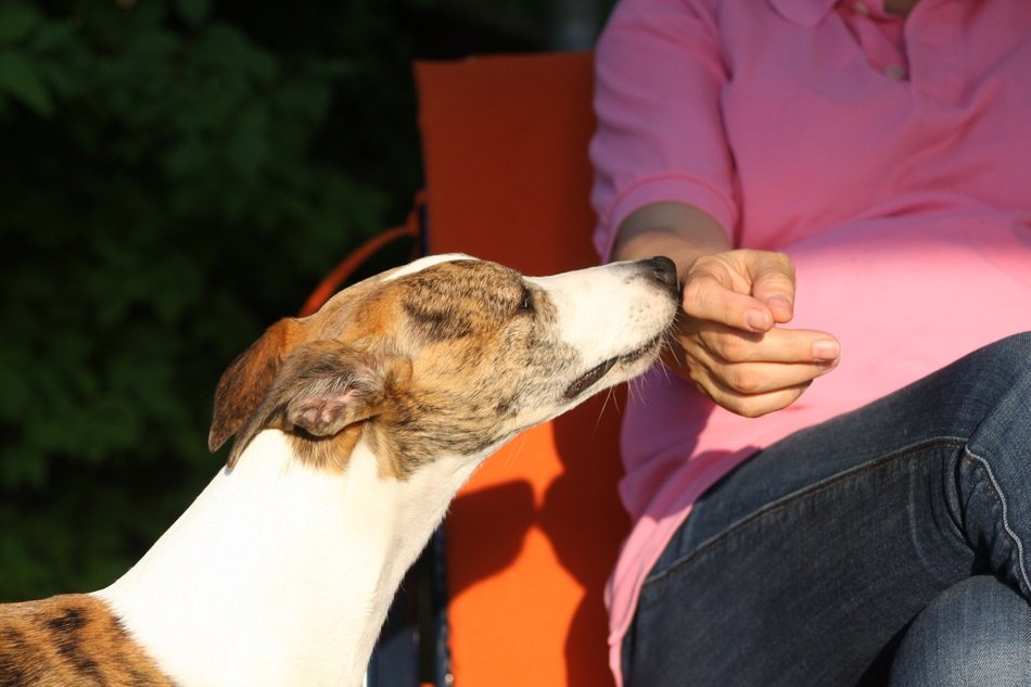 cute beautiful Dog