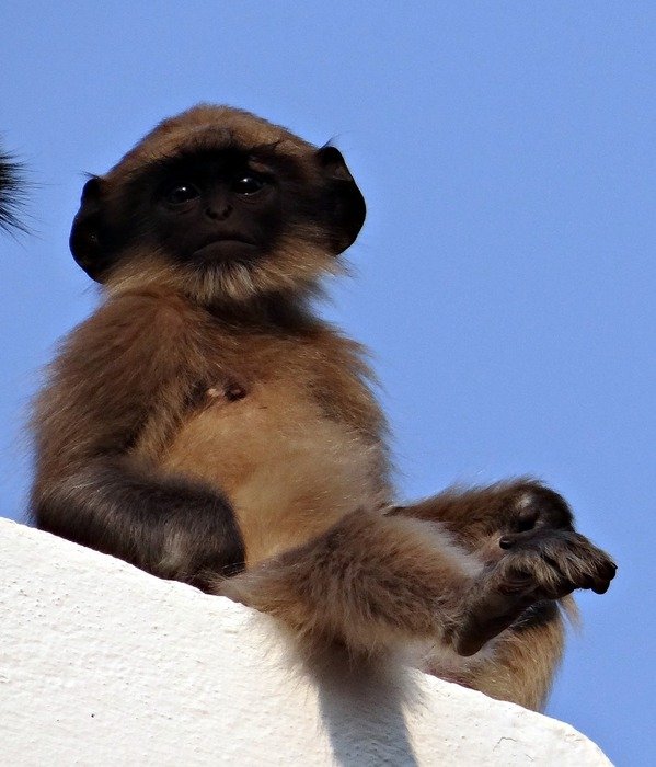 child of langur in india