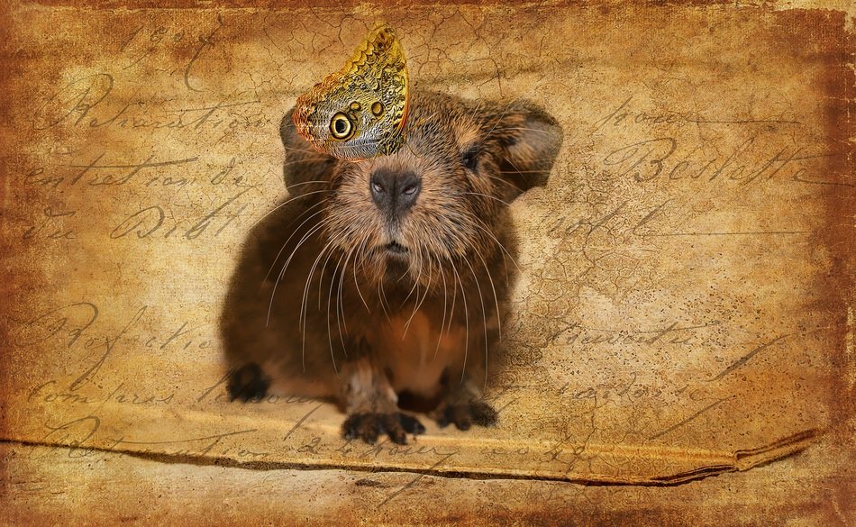 Butterfly on the background of the guinea pig
