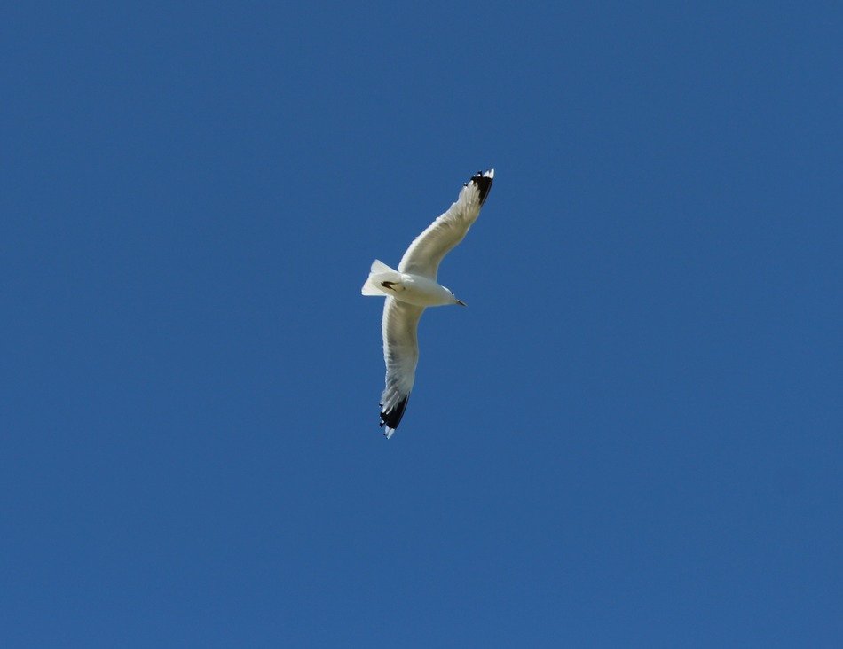 seagull in a flight on a photo of the wild nature