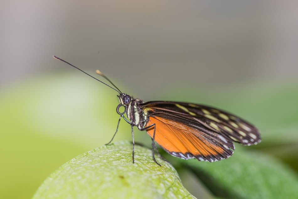 small butterfly sits on a plant