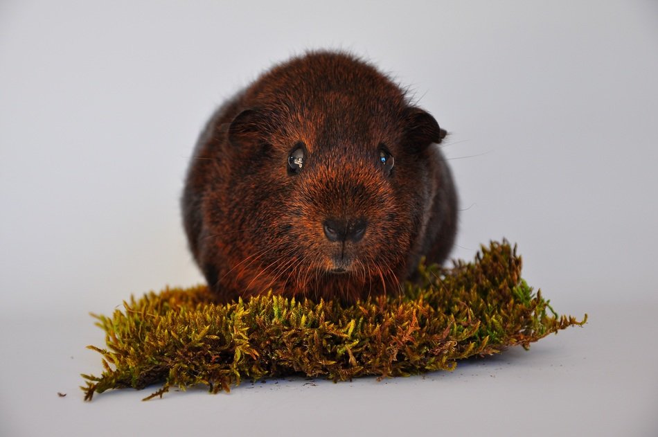 guinea pig on the piece of grass
