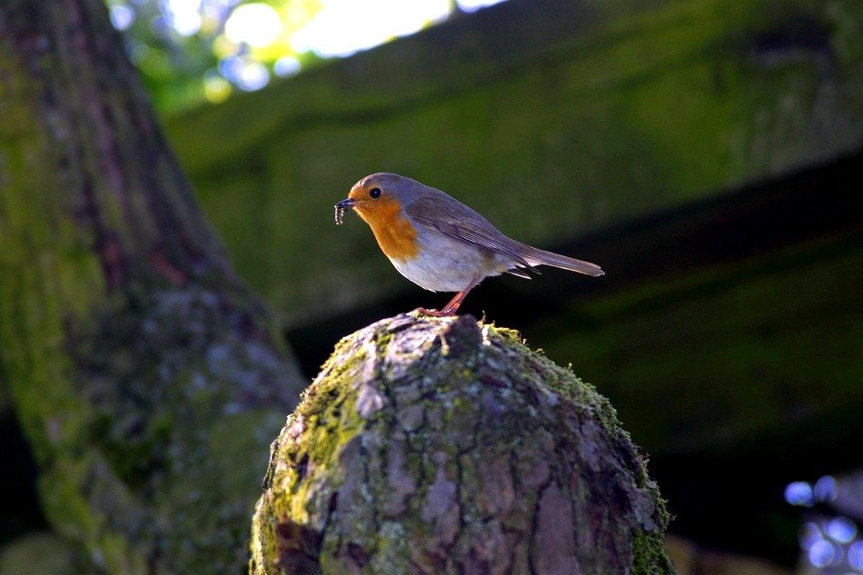 pretty Robin Bird