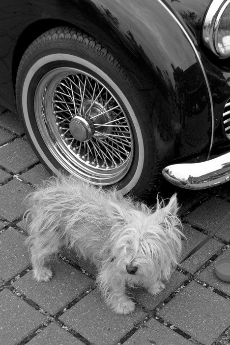 Guard dog is near the vintage car