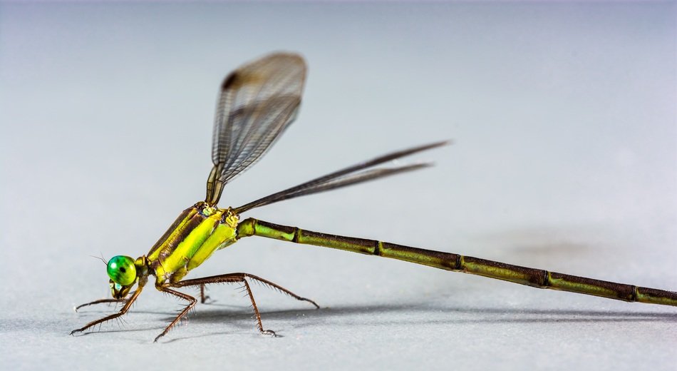 dragonfly with long tail