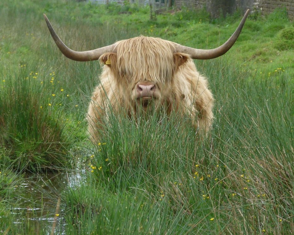 wondrous long horned Cattle in marshland