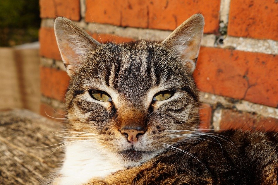portrait of a tabby cat in the sun