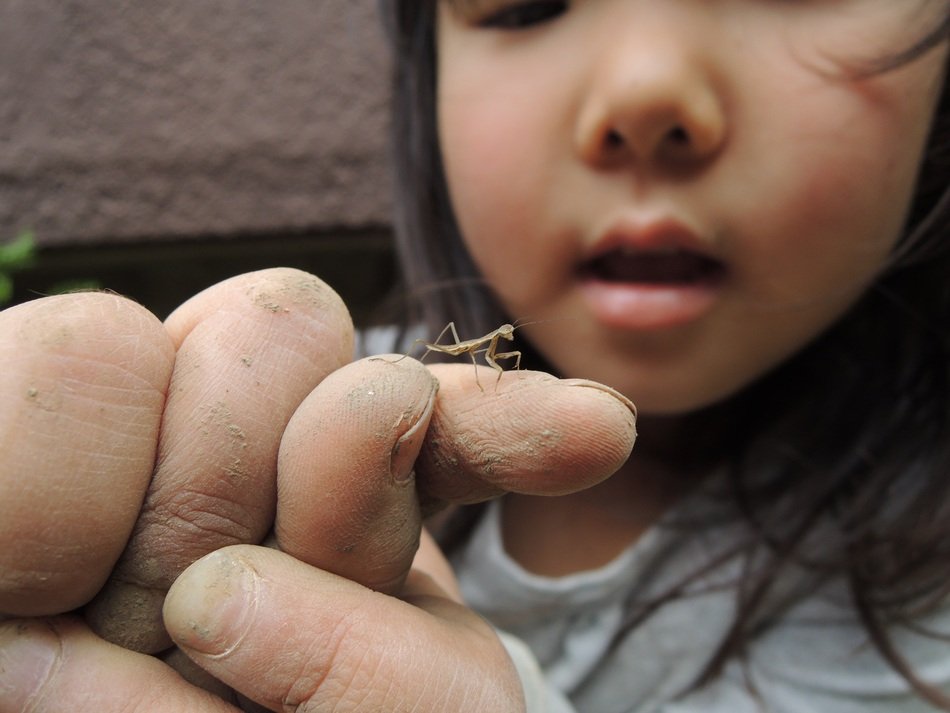 mantis on a childâs finger