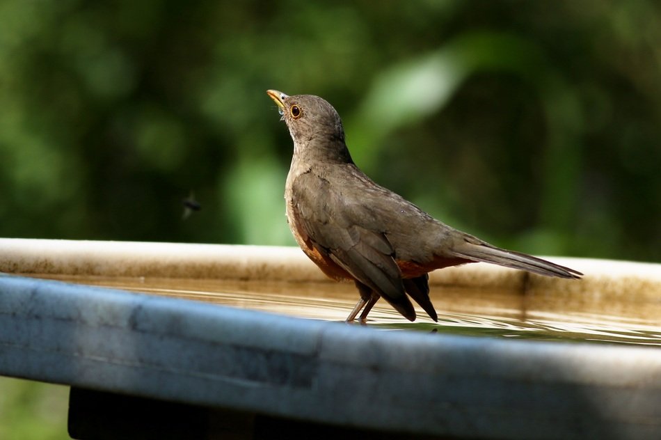bird stands at the fountain