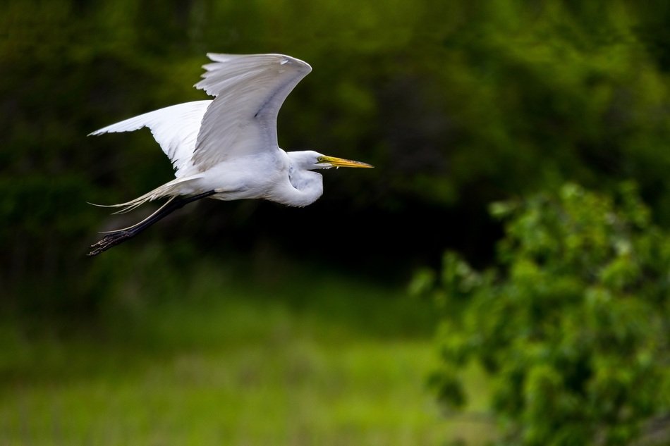 Great Egret Bird in wildlife