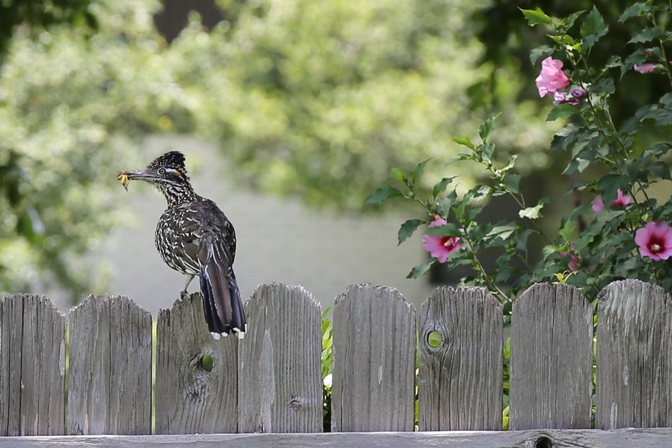 Roadrunner Bird with grasshopper on fence