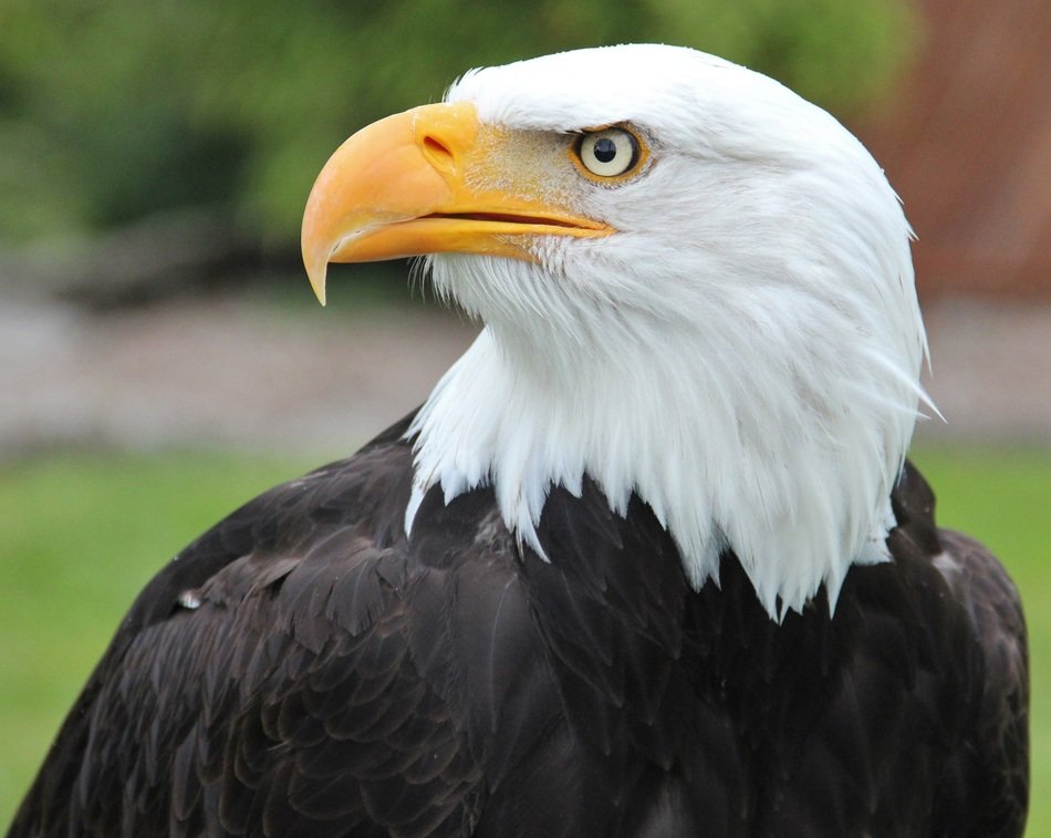 portrait of Head of bald eagle in black and white color