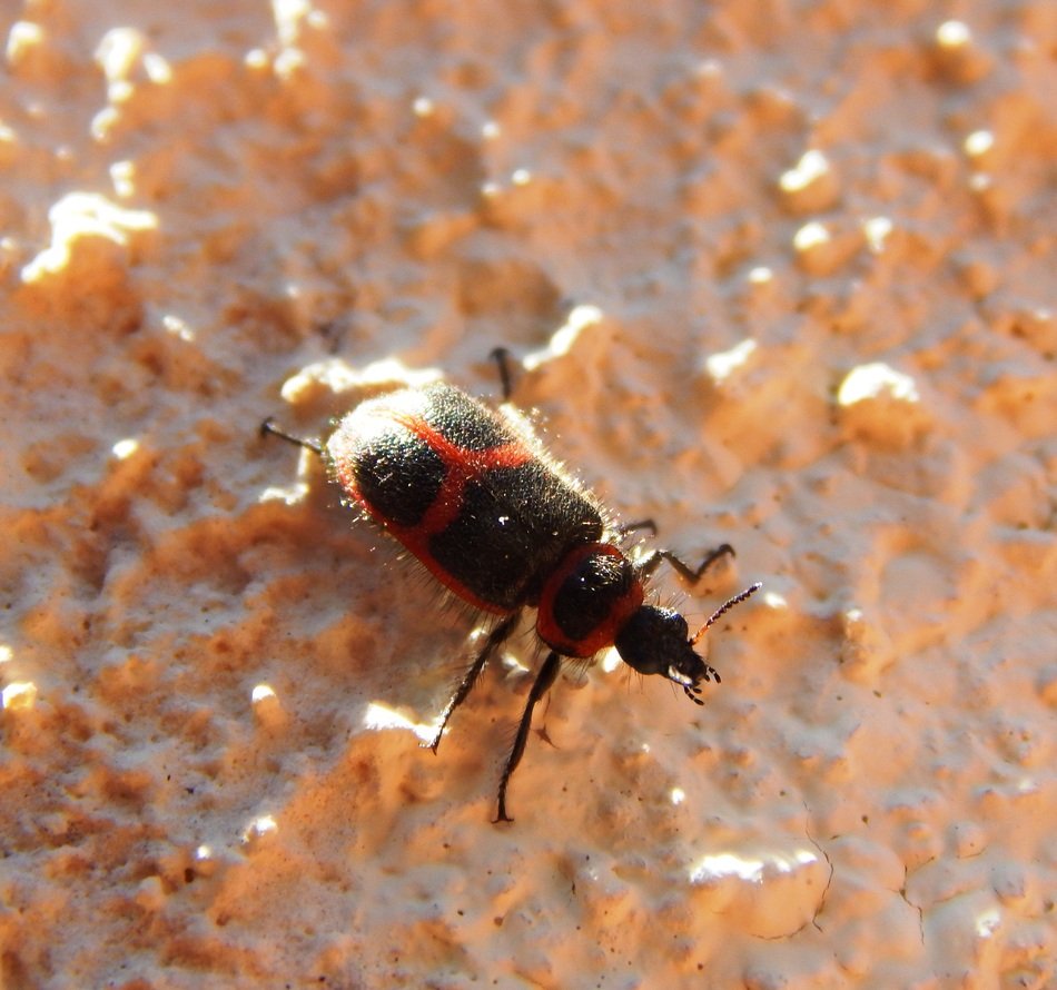 Beetle Insect with red wings