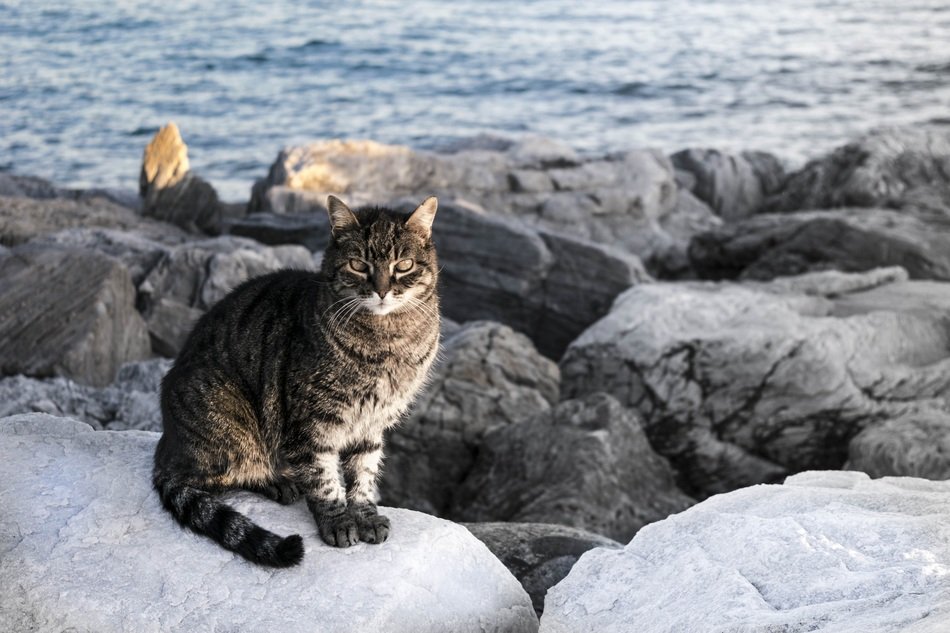 the cat sits on the rocks by the sea