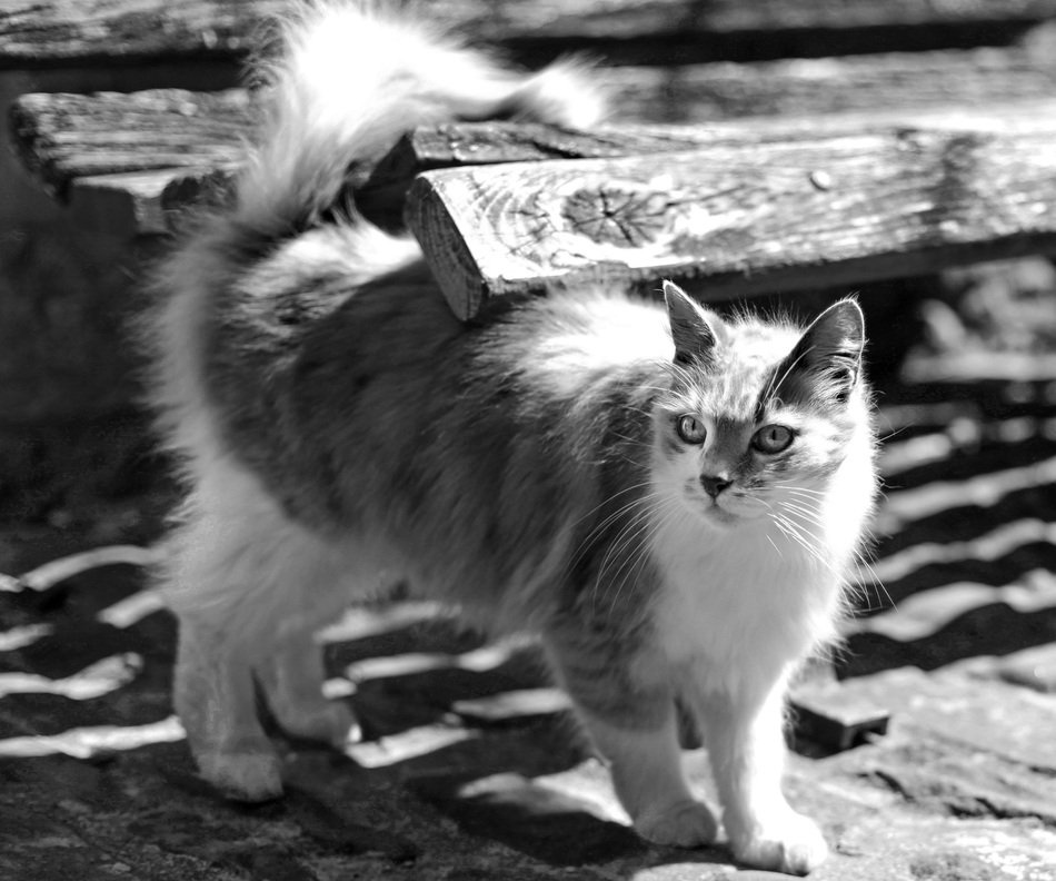 Cat in Tuscany