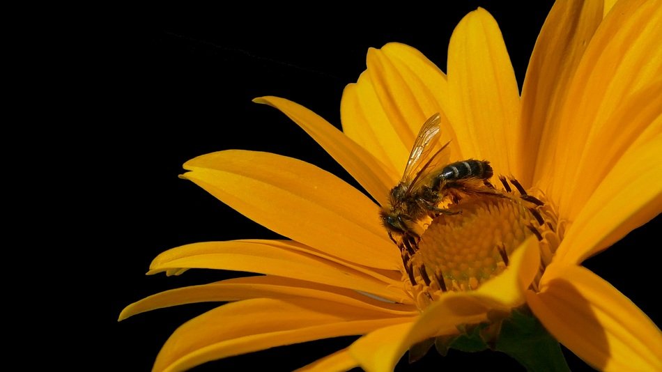 unmatched Honey Bee