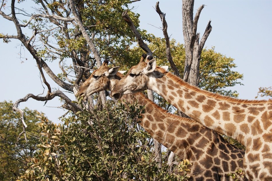 two Giraffes in Savannah, botswana