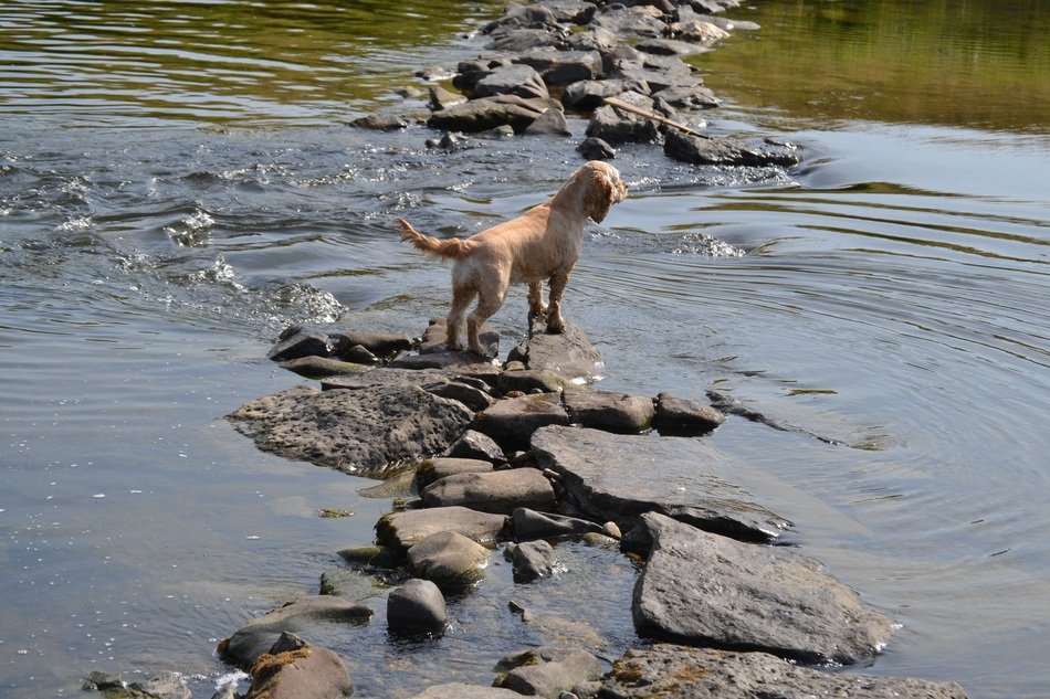 Dog standing on stone at Waterflow