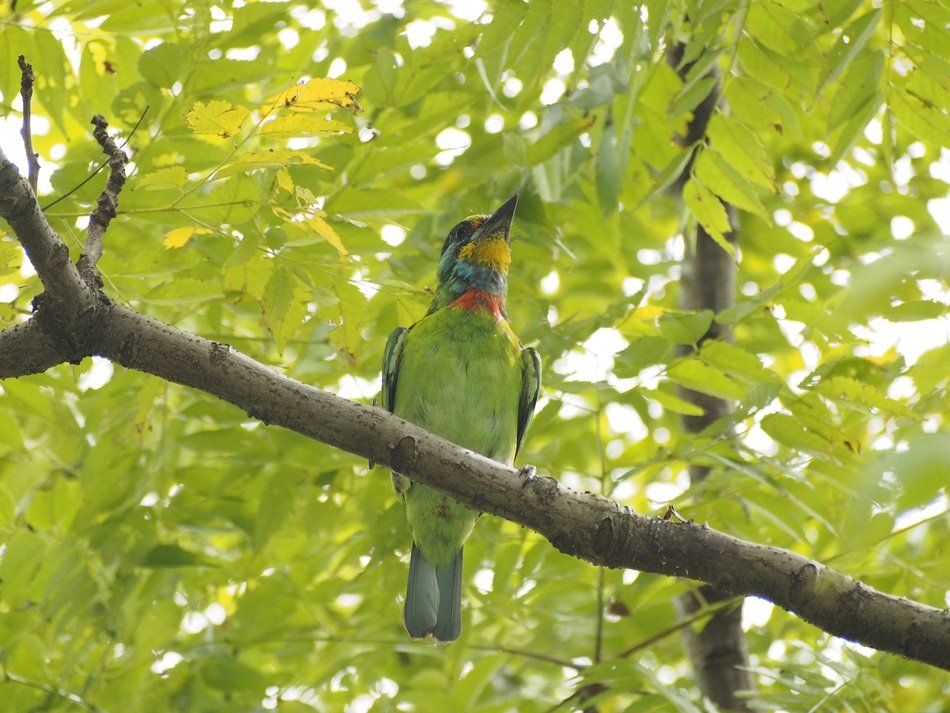 colored bird on the tree