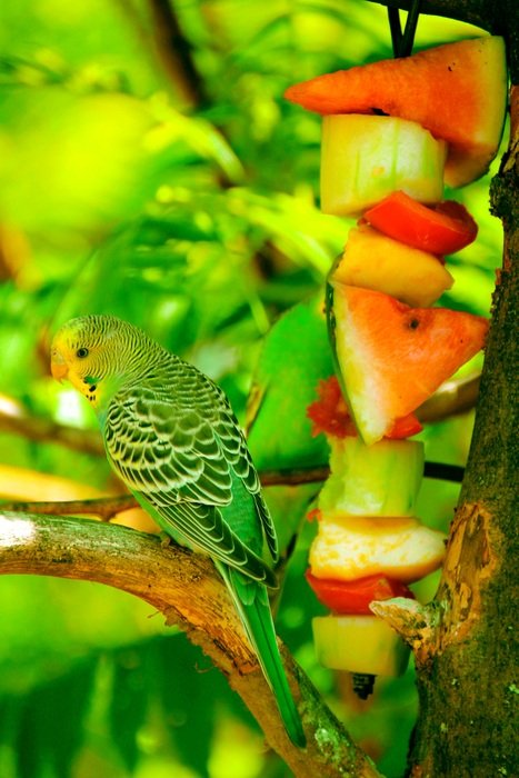 unmatched small Parrot