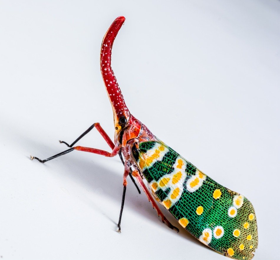 canthigaster cicada on the white background