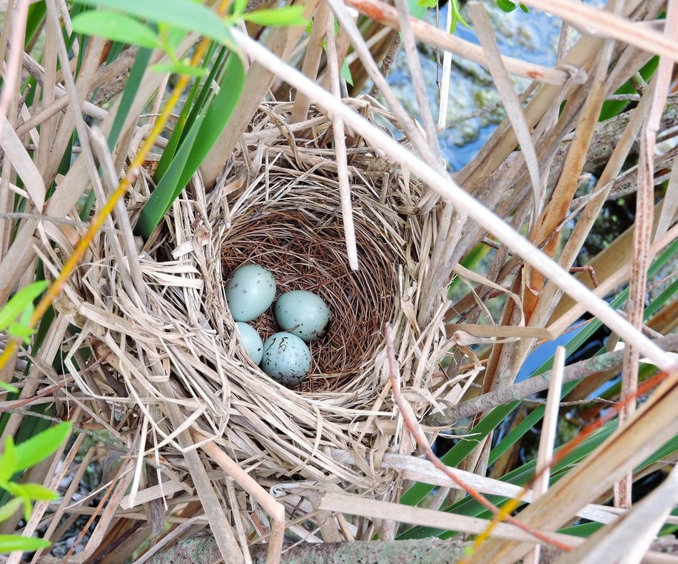 Picture of Red-Winged Black Bird's nest