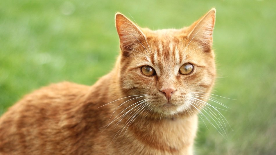 red-haired cat with light eyes in nature