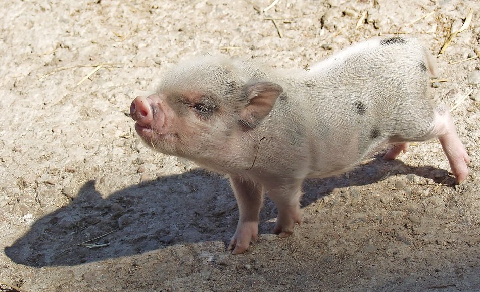 little pig on the farm in the shadow
