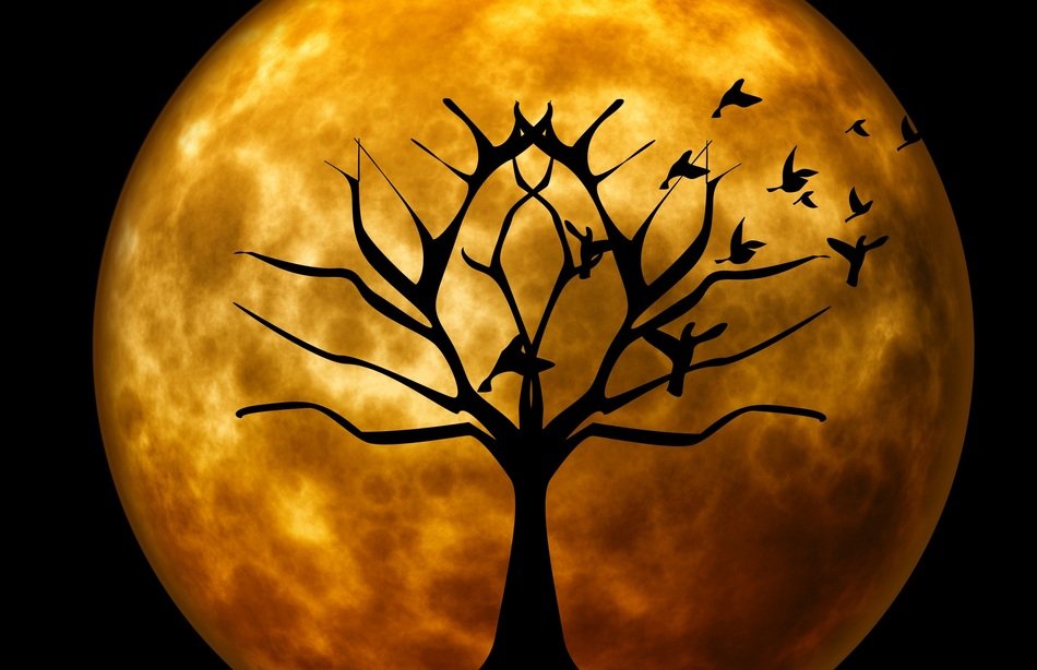 Moon and tree clipart