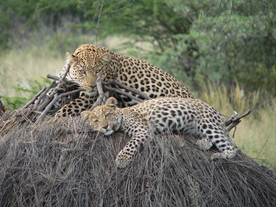 adult and baby Leopards resting in wild, Naminia