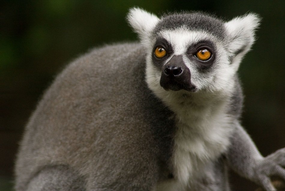 poartrait of a ring tailed lemur