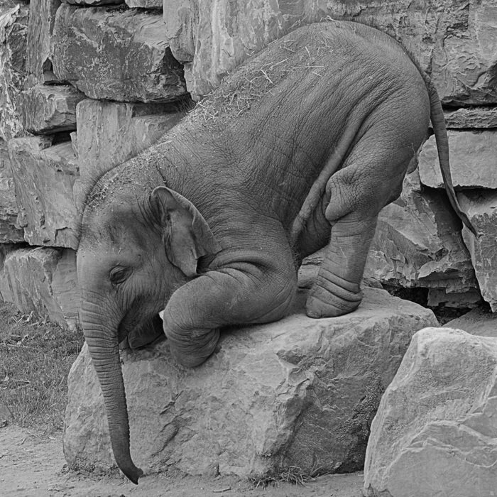 elephant on stones in gray background