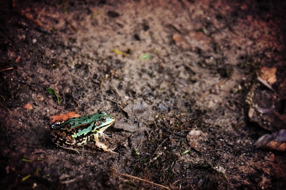 wild tiny frog on the ground
