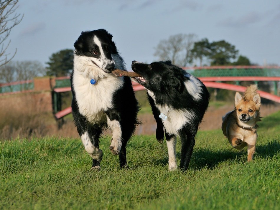 border collies are playing in nature