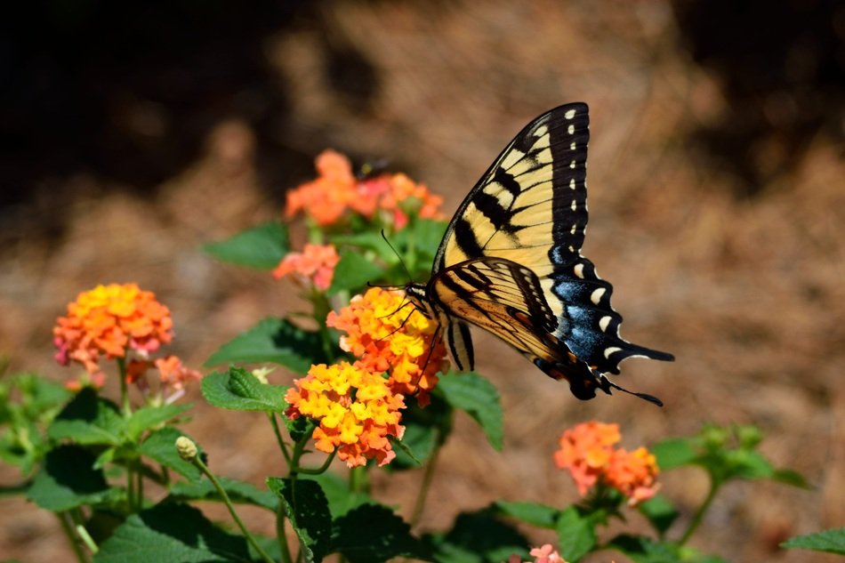 butterfly in the garden