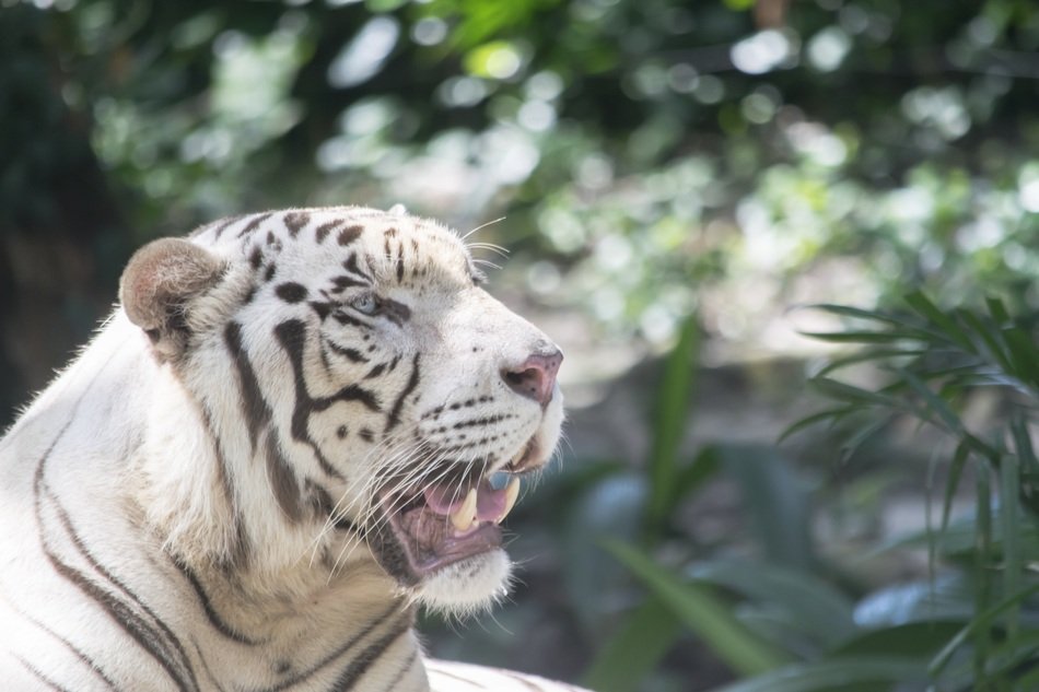 White tiger in the wild free image download