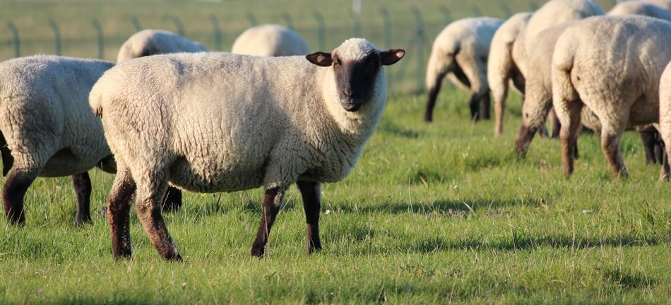 purebred sheep on green grass