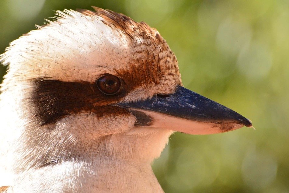 beautiful and amazing Kookaburra Bird