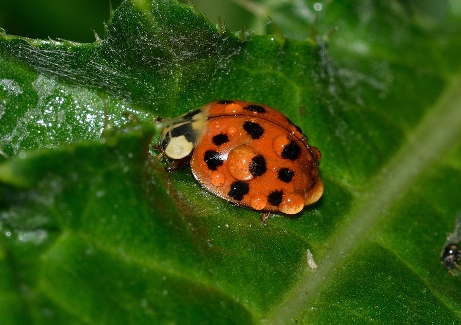Black and orange ladybug in water drops on the leaf