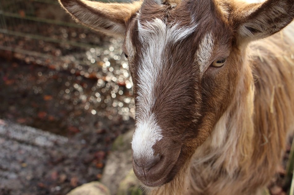beautiful and amazing Goat Animal