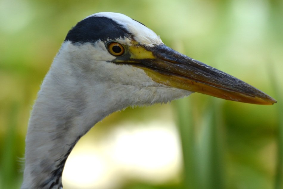 portrait of a heron