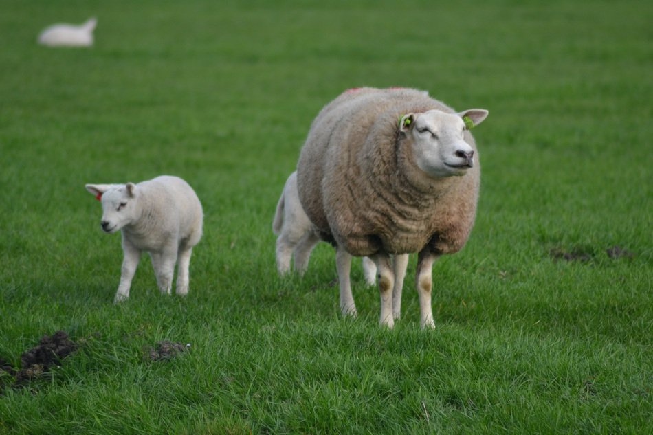 a sheep with cubs walks in a green meadow