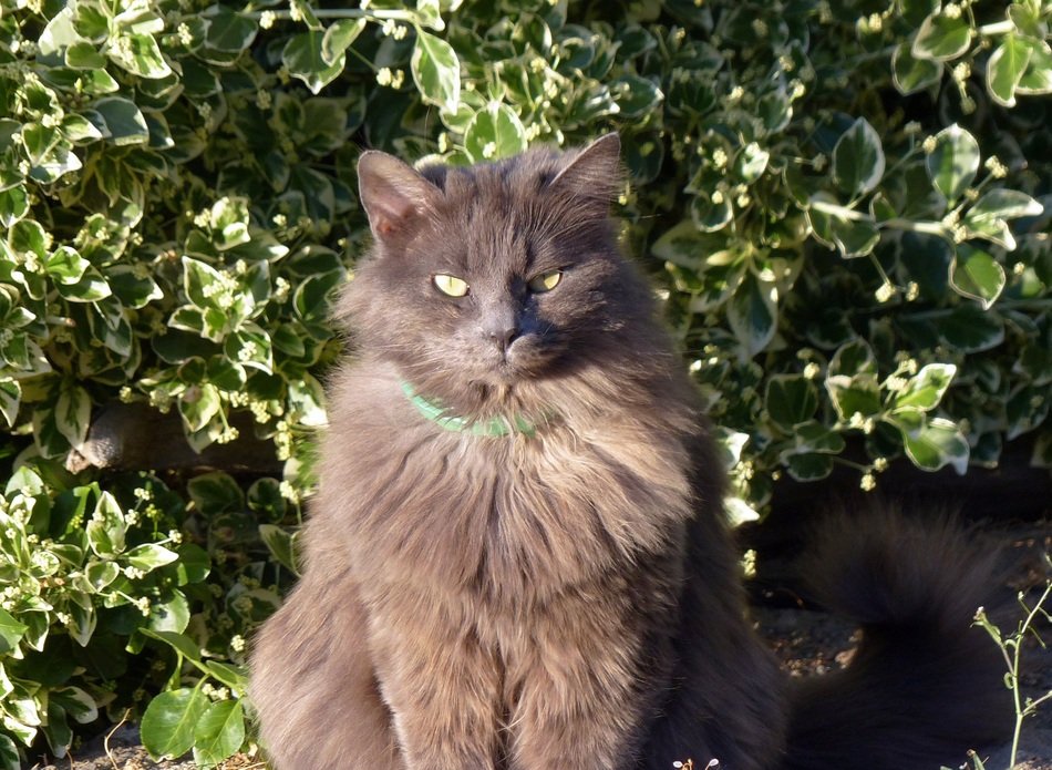 fluffy cat with green leash in the garden