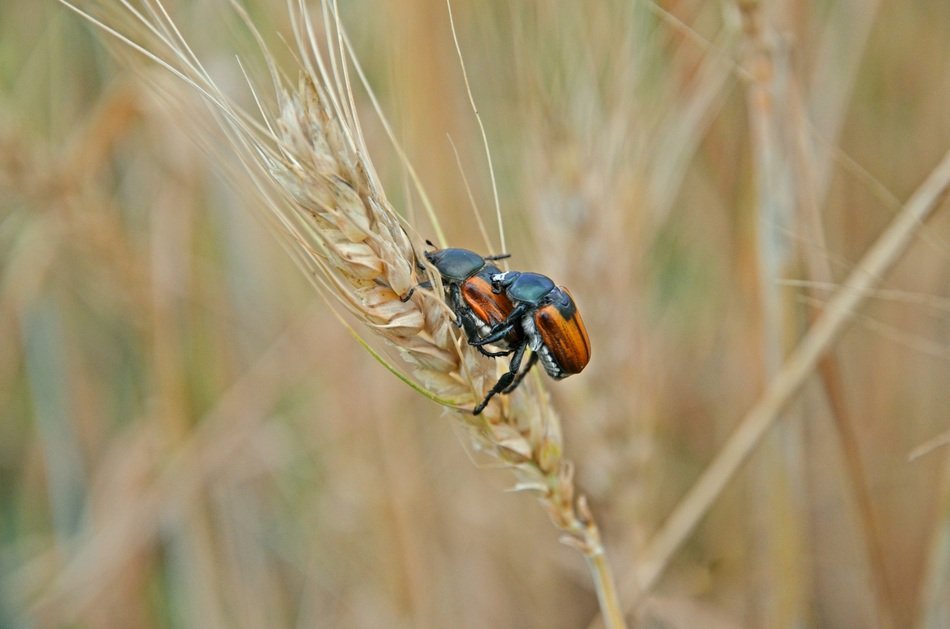 Beetles Wheat Pairing