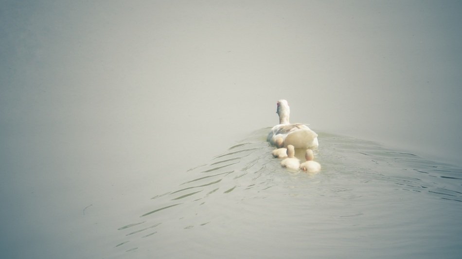 wild white duck with ducklings on the water