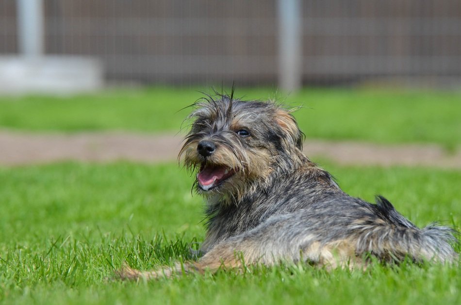 gray dog hybrid on the lawn