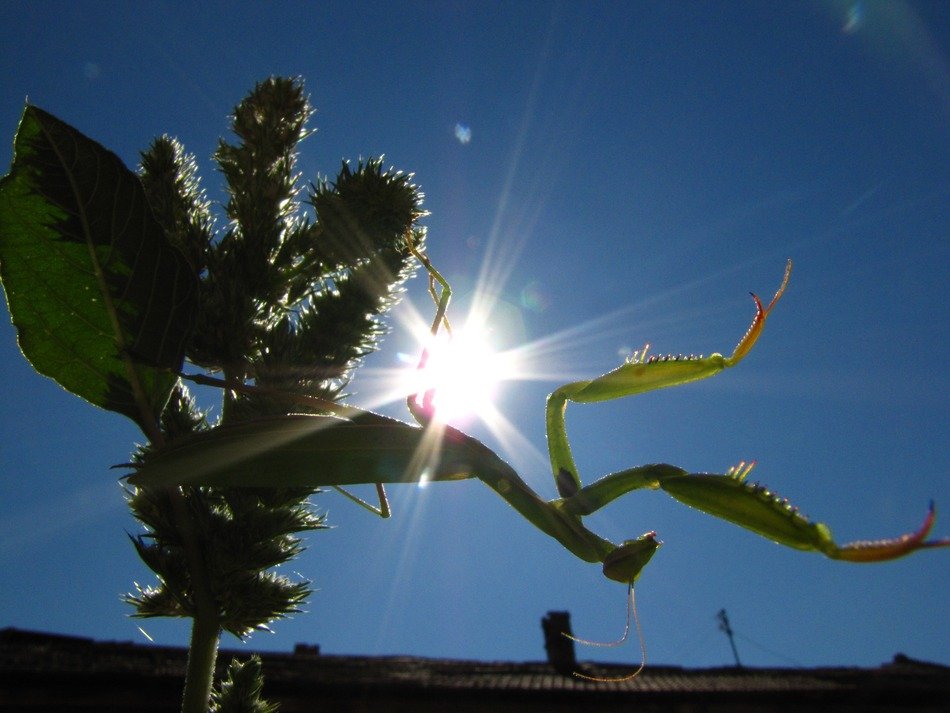 Praying Mantis insect sunny scene