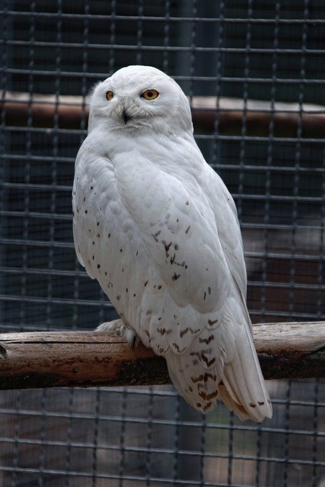 snowy owl in the enclosure