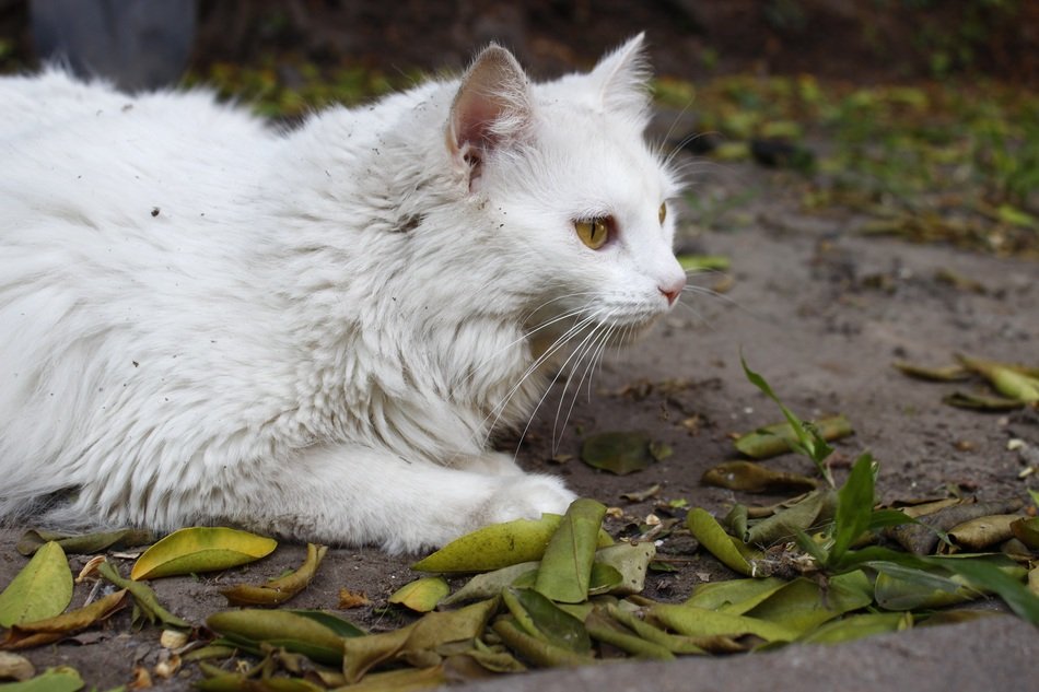 White kitten in a garden among the colorful leaves