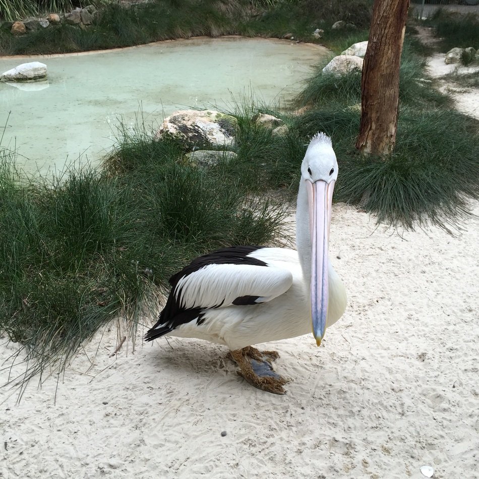 white Pelican on beach